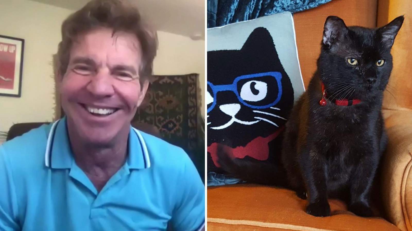 I just couldnt resist: Houston-born actor Dennis Quaid is adopting a shelter cat named Dennis Quaid
