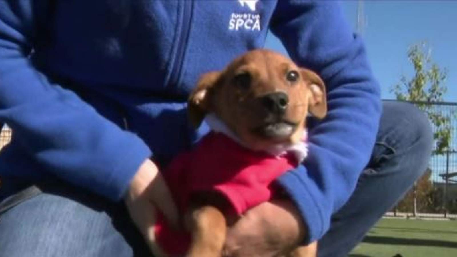 Houston SPCA urges people to prepare pets for freezing temps