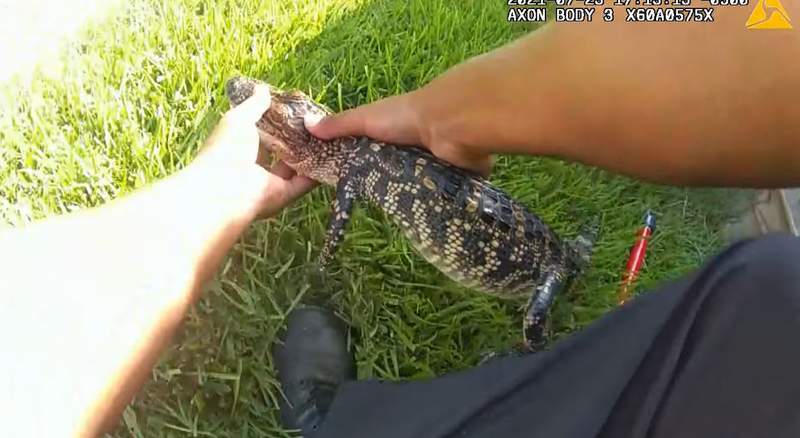 ‘You’re so pretty. I’m gonna name you Emma’: Baby alligator fished out of Fulshear swimming pool