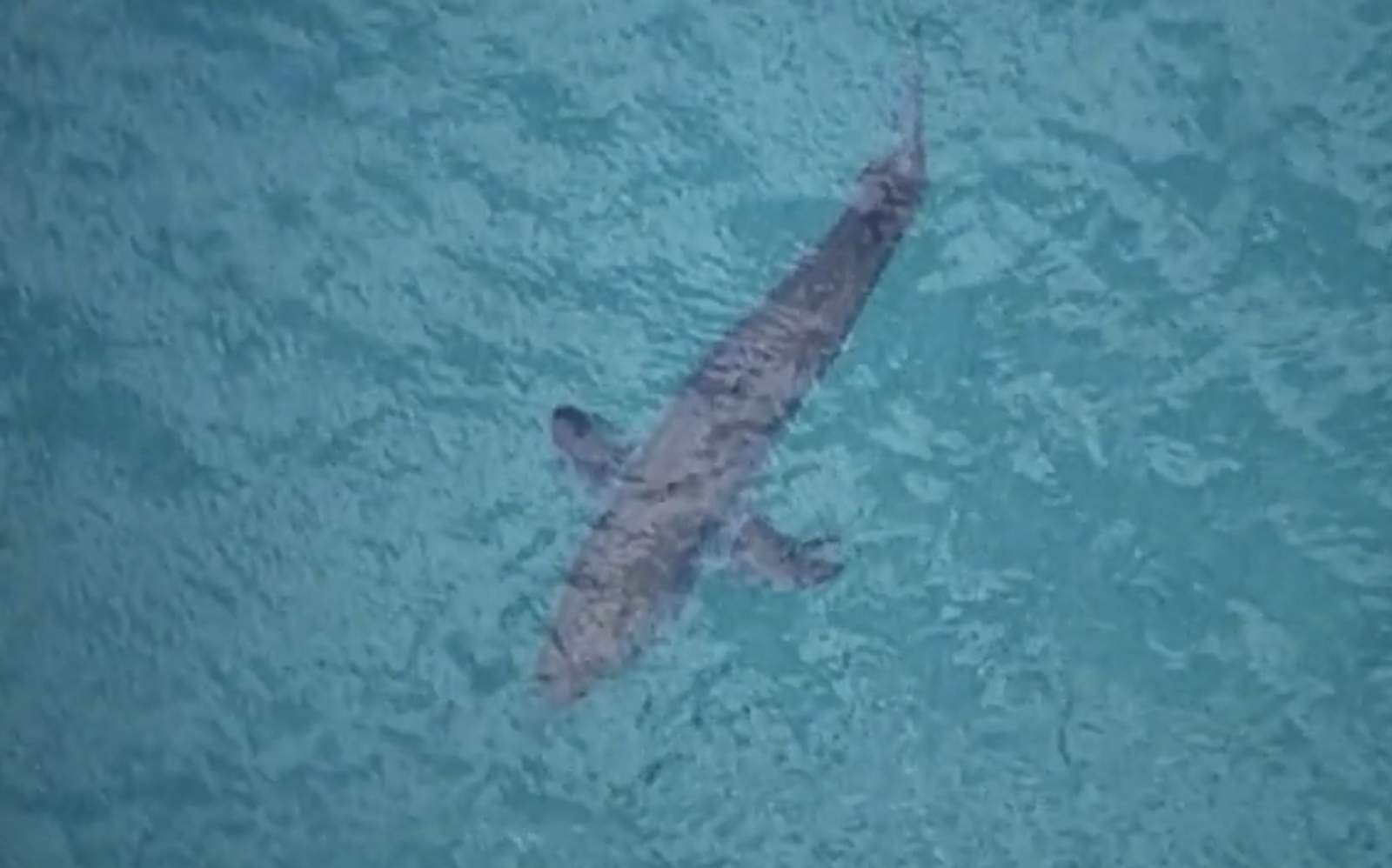 Swimmer caught on video grabbing shark at Delaware beach