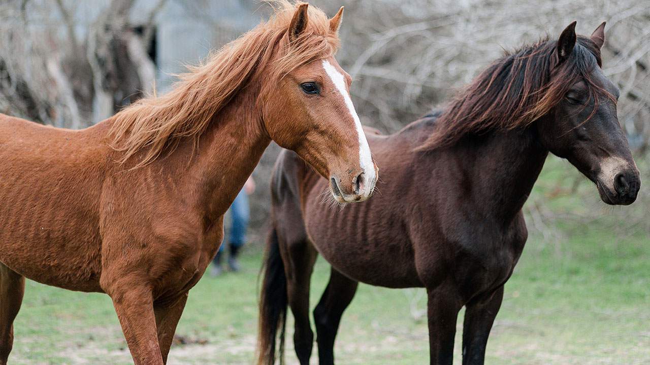 17 starving horses found among field of equine skeletons, carcasses in Washington County, Houston SPCA says
