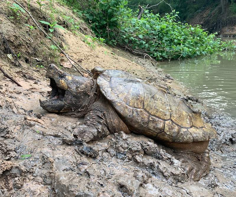 ‘JJ Watt the turtle’ released into the wild in epic effort to save species in Houston area