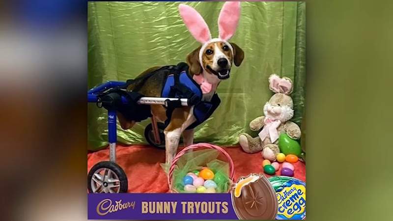 Two-legged dog named new Cadbury bunny