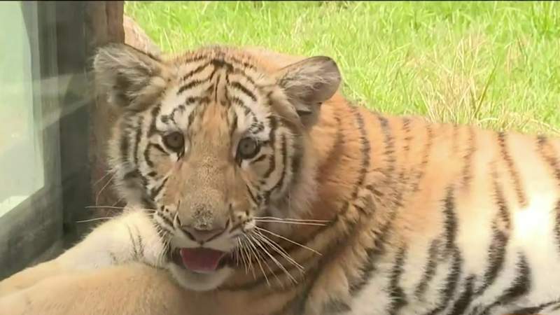 Help name Downtown Aquarium’s newest family member – a rescued male tiger cub!
