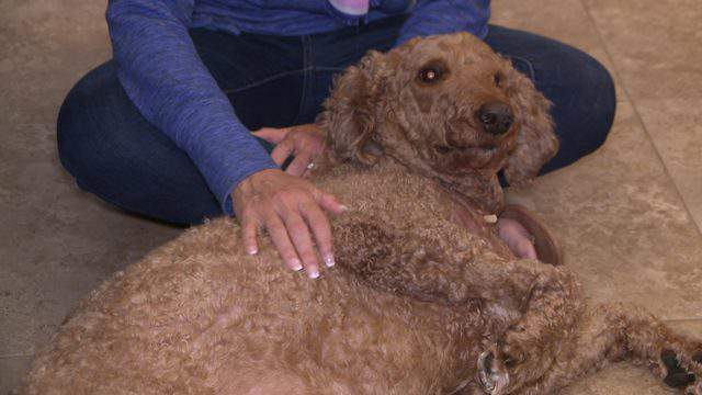 Dog Attacked At Pet Boarding Facility Family Says