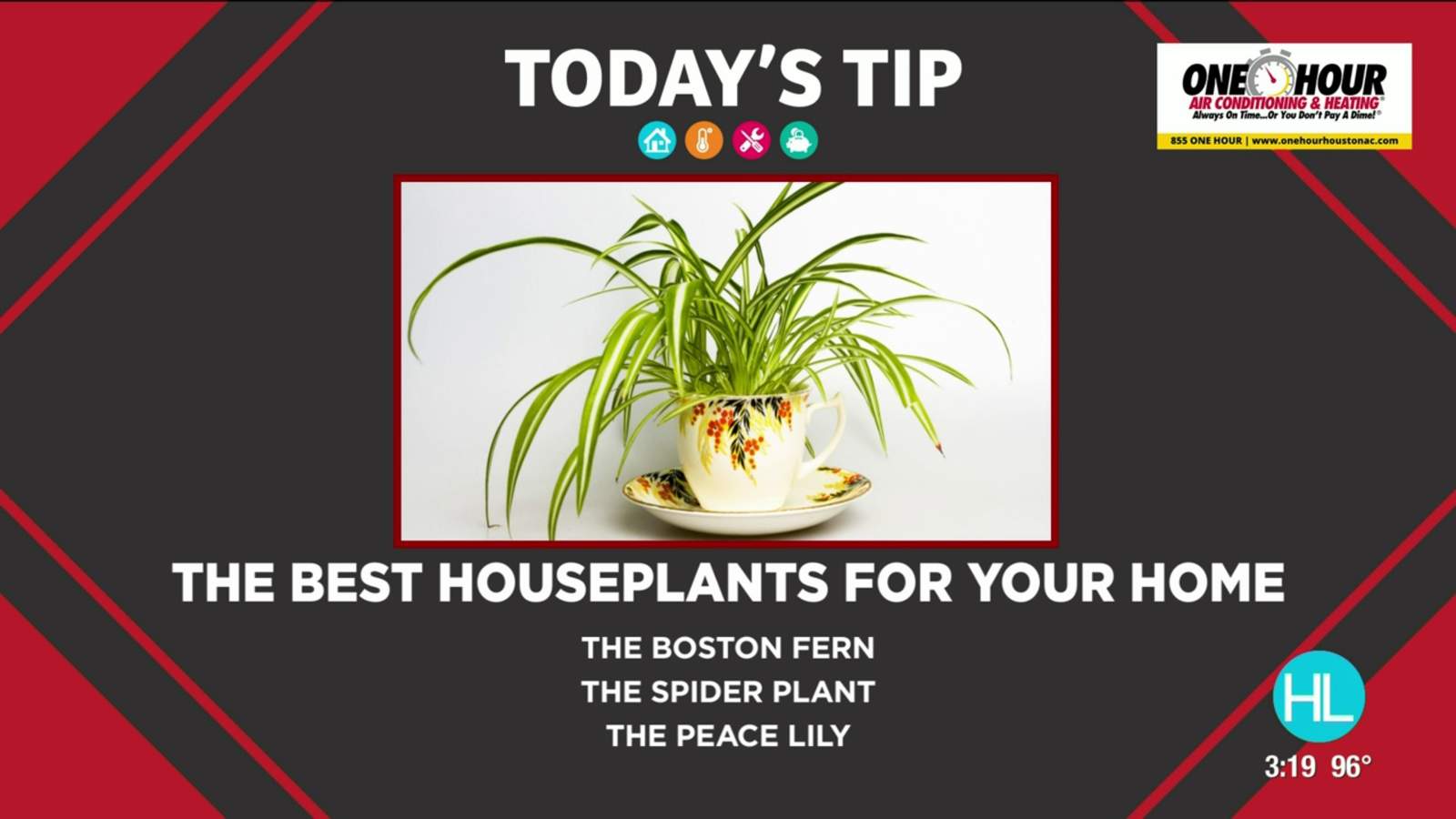 Tip Tuesday: Houseplants can help improve your homes air quality