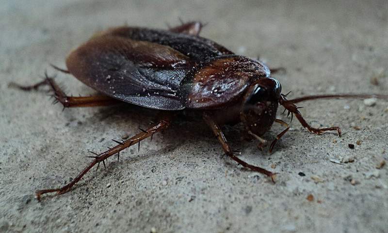 Rodents or roaches? See where Houston lands for most roach infestations in the U.S.