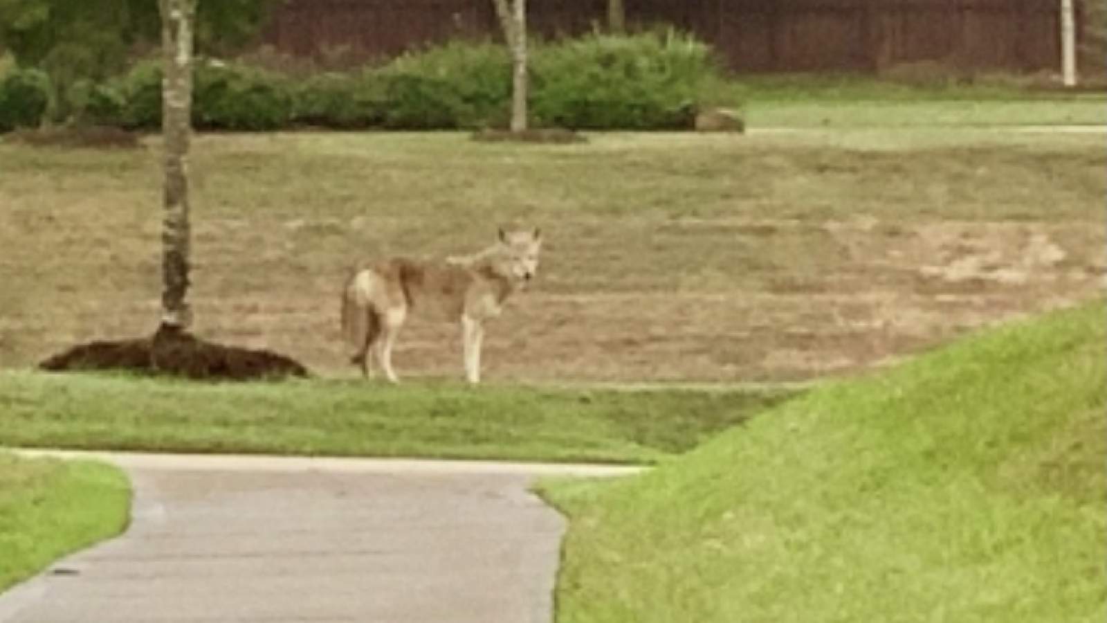 Neighborhood alert: Coyote sighting in broad daylight in Katy, Fulshear areas