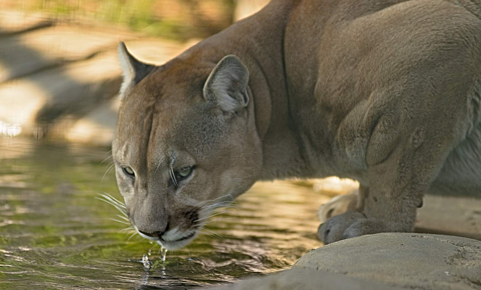 Cougar from a Texas wildlife organization tests positive for COVID-19