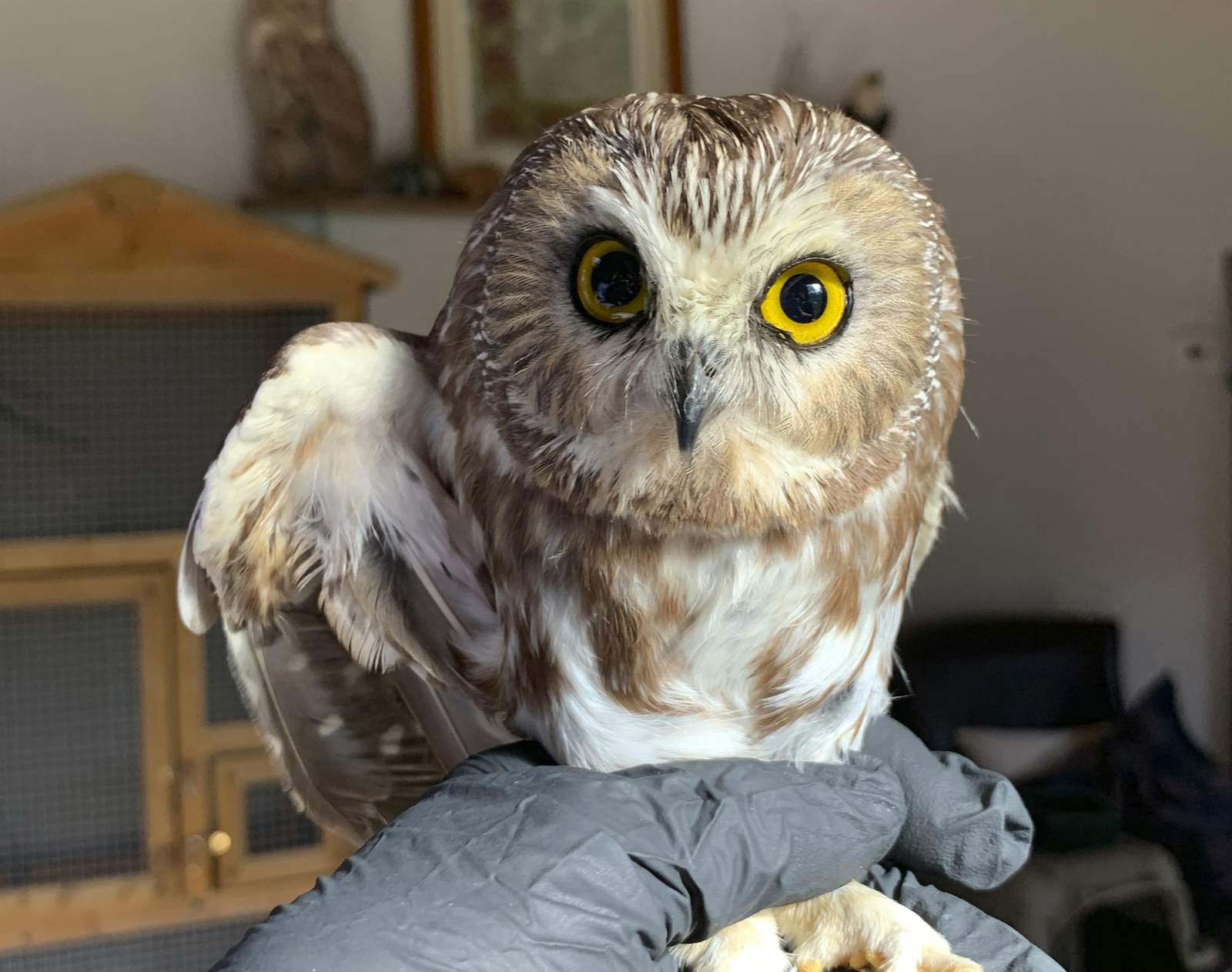 Owl found in Rockefeller Center tree could take flight soon