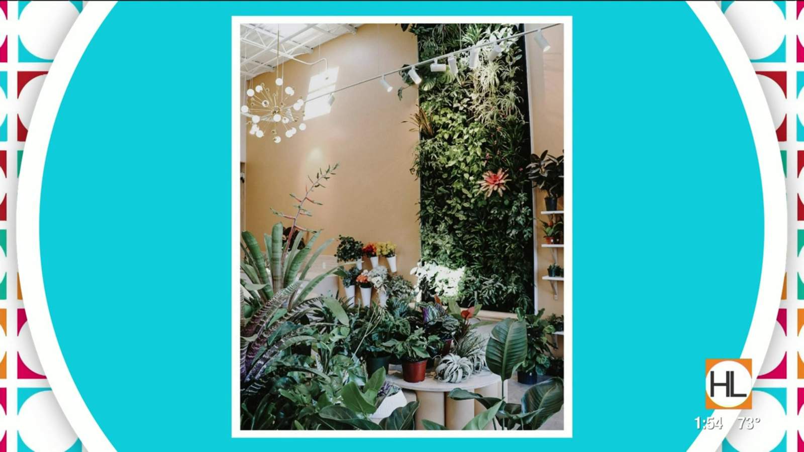How you can receive 25% off any air plant at this Houston plant and floral design shop