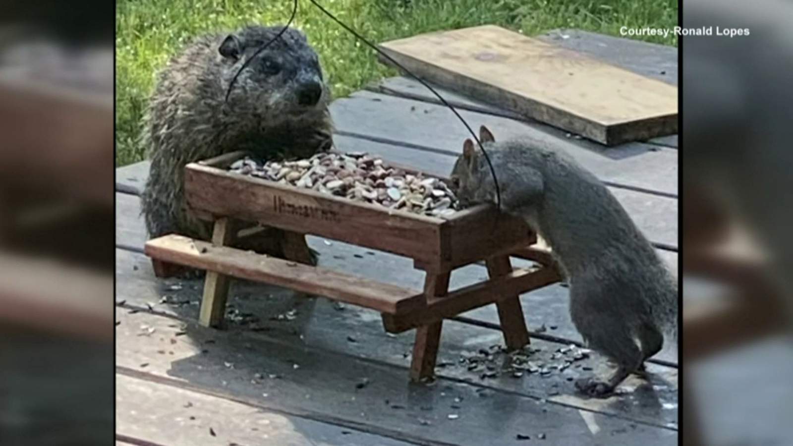 WATCH: Breakfast buddies share morning meals at tiny picnic table