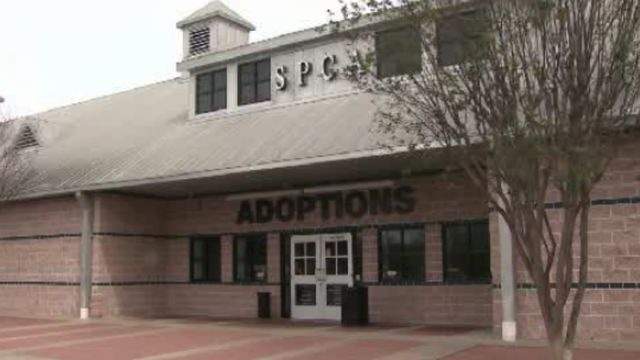 Houston SPCA will reopen adoption center after closing for several months due to pandemic