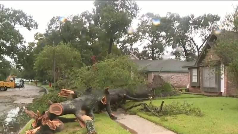 How to clean up tree debris after a storm