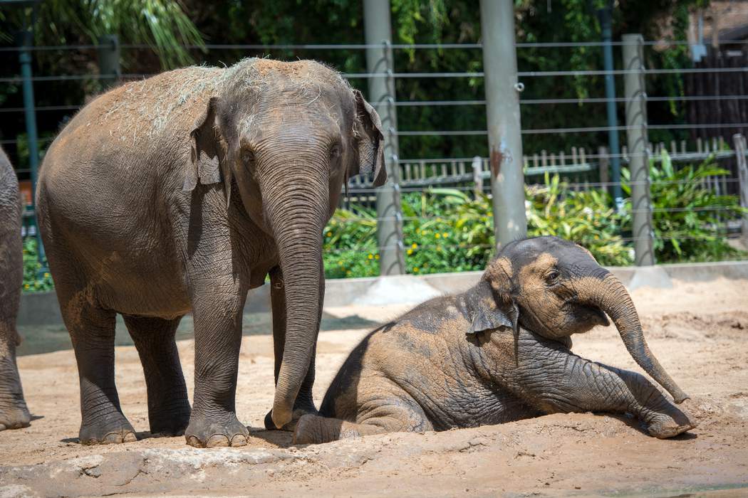 Need a family day out? The Houston Zoo is now open to the public