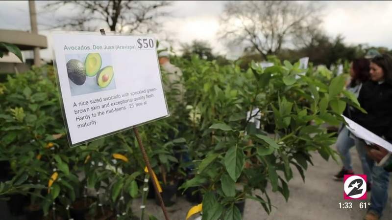 Houston vente d'arbres fruitiers urbain 2019