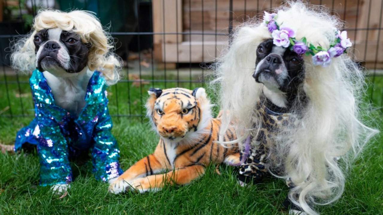 Dogs dressed as characters from Tiger King. Contributed photo