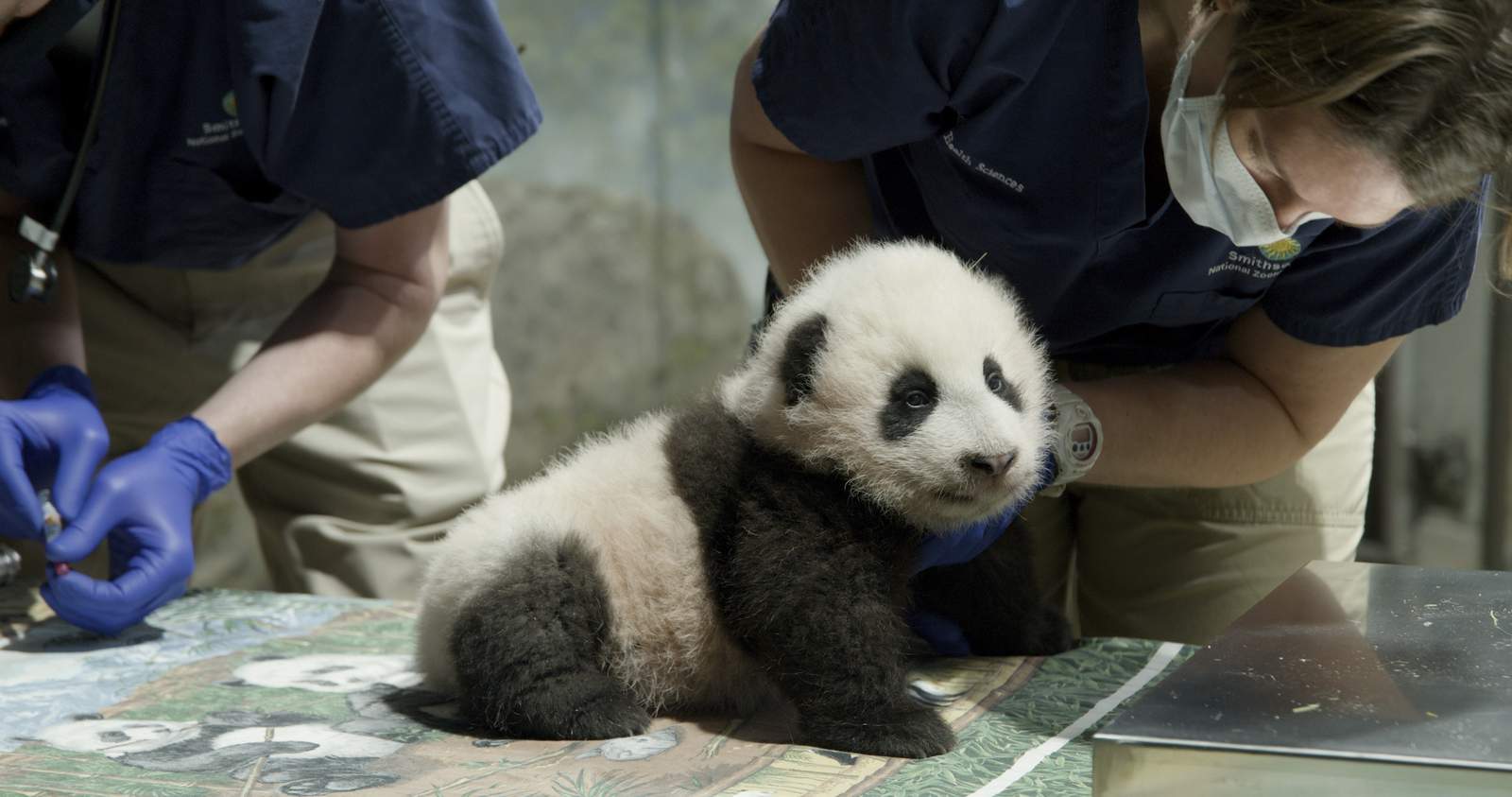 National Zoo panda cub named Xiao Qi Ji or 'Little Miracle'