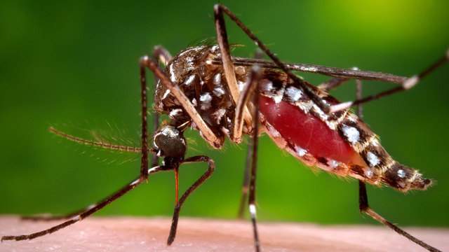 First West Nile virus case reported in Chambers County, officials say