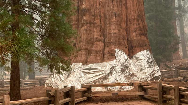 World’s largest tree wrapped in foil to protect it from California wildfires