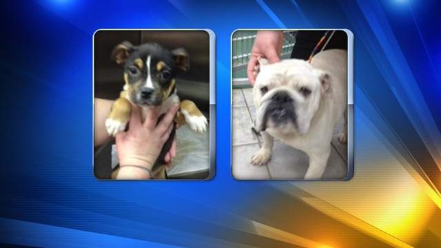 Woman accused of defrauding pet owners enters plea