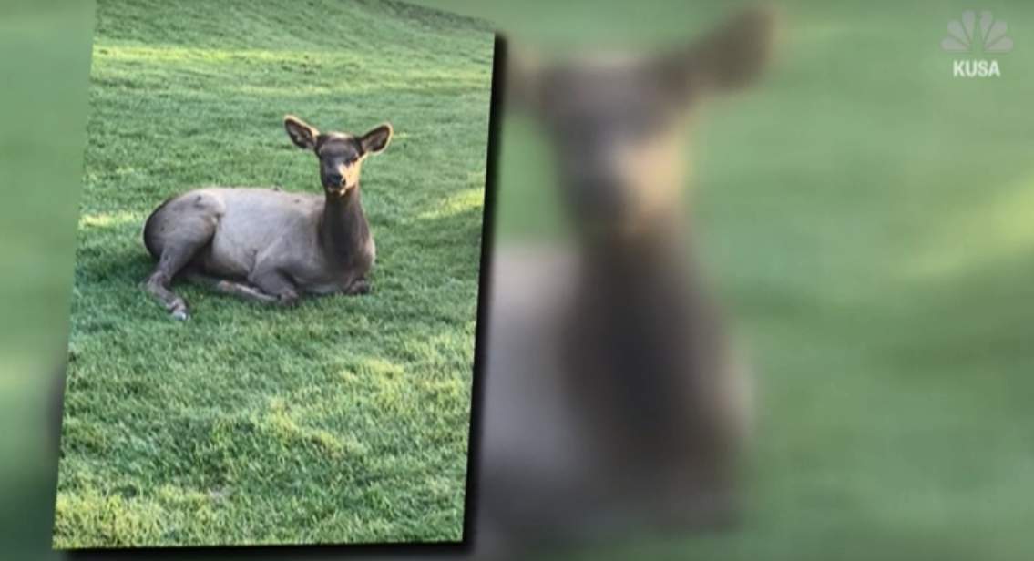 Gored on the Green: Elk encounter injures golfer