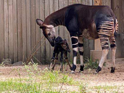 Meet the Houston Zoos adorable new addition  a baby Okapi