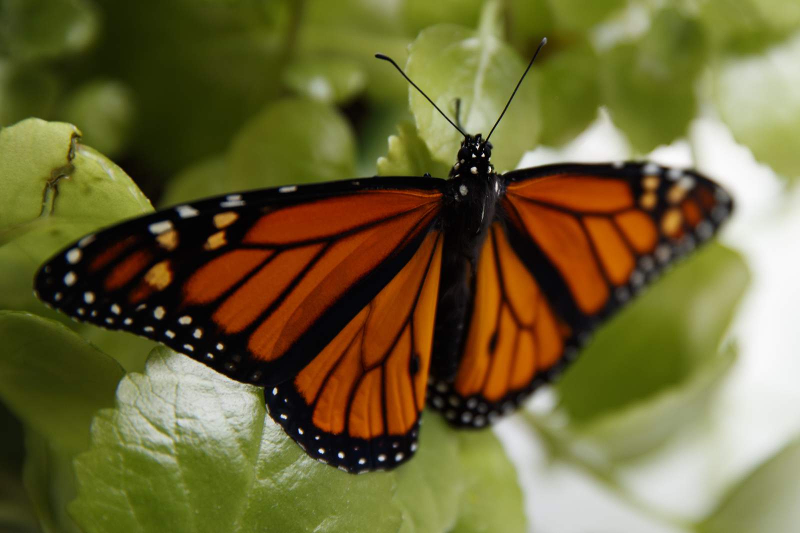 Feds to delay seeking legal protection for monarch butterfly