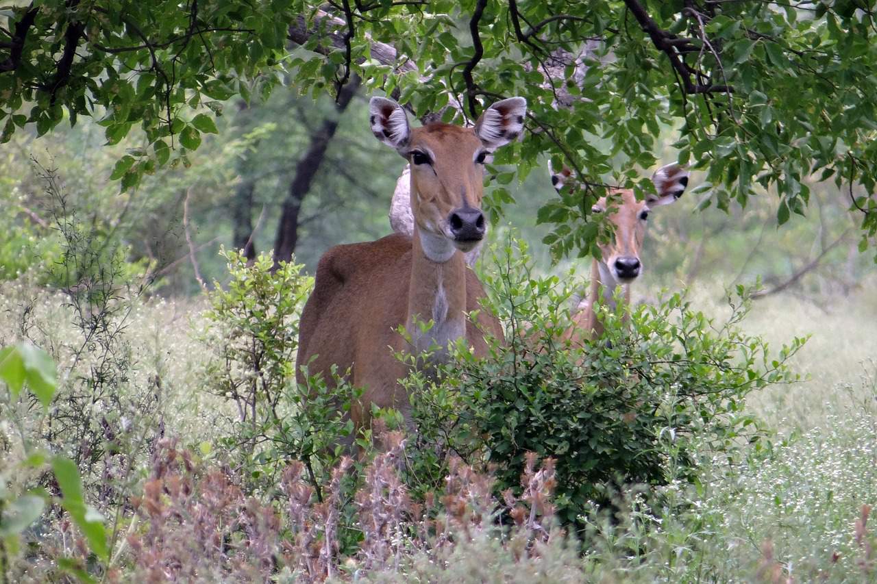 Find elusive nilgai roaming at King Ranch in South Texas
