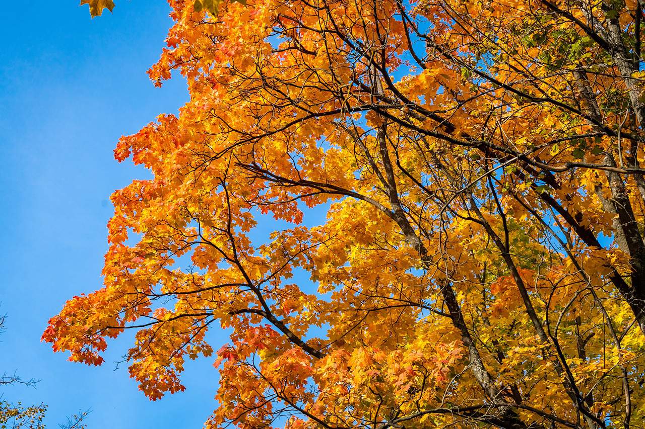 Where to see Fall foliage in Texas