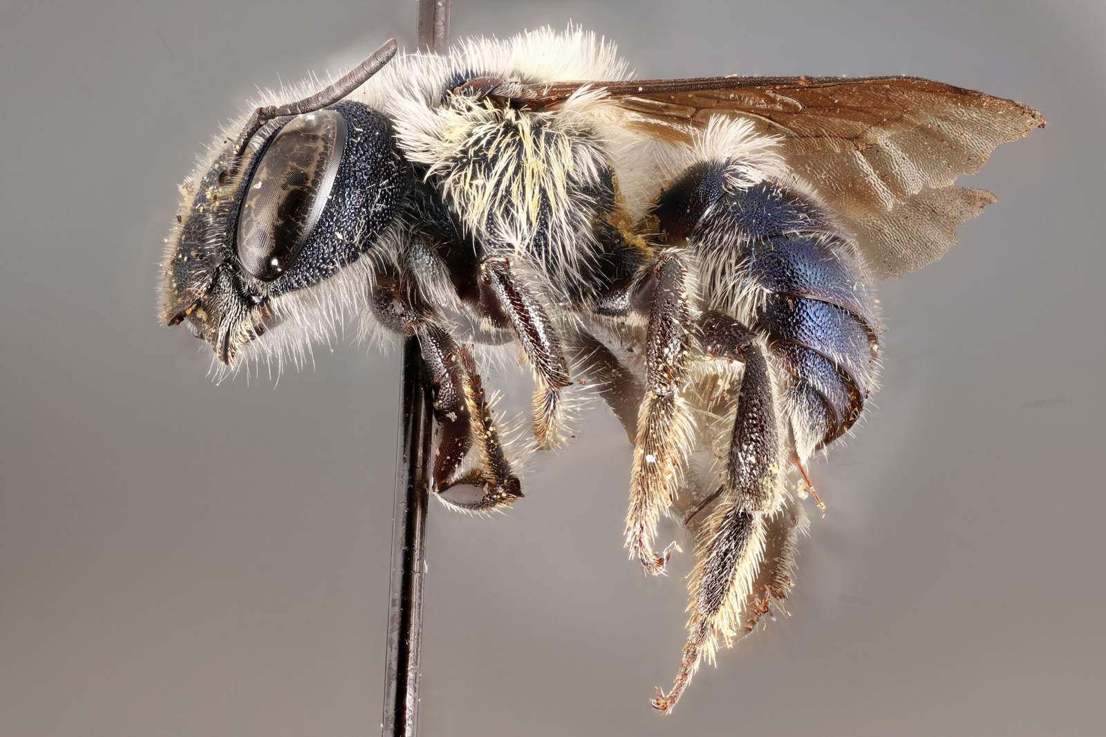 A rare blue bee scientists thought might have become extinct has been rediscovered