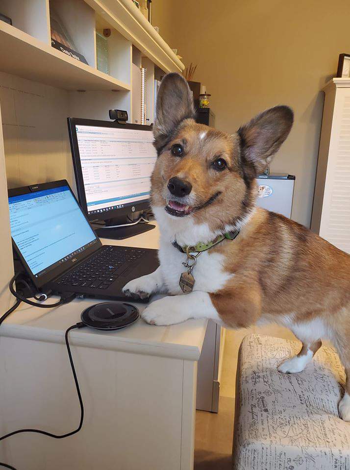 For Houstonians, this is what it looks like to work from home with your dog