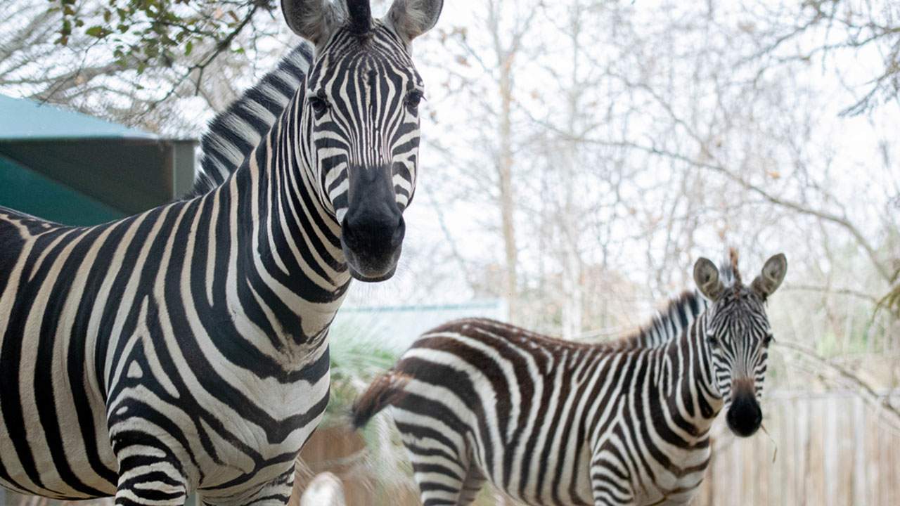 Houston Zoo welcomes a new zebra