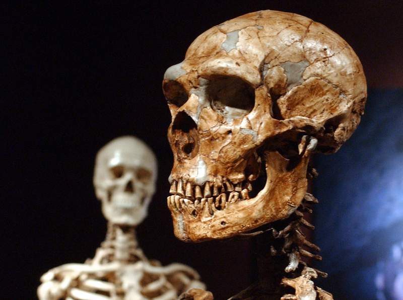 Just 7% of our DNA is unique to modern humans, study shows