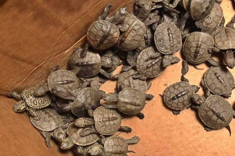 Cowabunga! More than 800 turtles rescued from storm drains