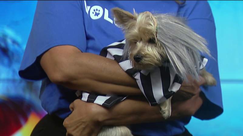 Houston SPCA shares 4 Halloween costume ideas for your pets