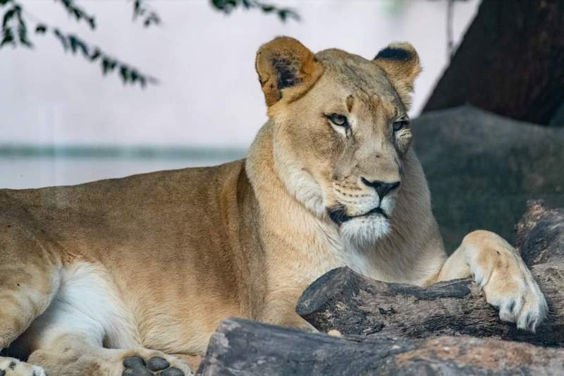 Nimue, lion at Houston Zoo, has died