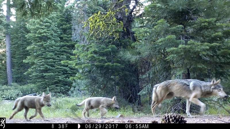Wolves scare deer and reduce auto collisions 24%, study says