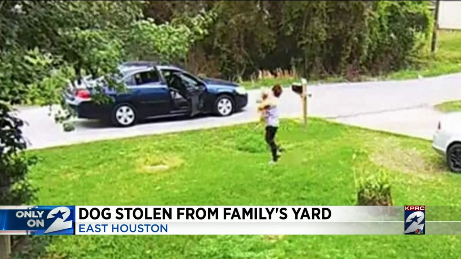 Family offers reward after American Bully stolen from front yard
