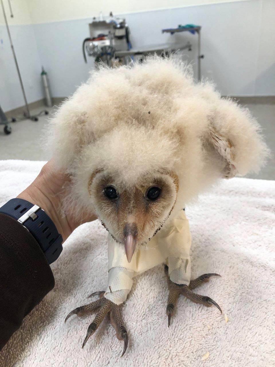 Houston SPCA’s Wildlife Center nursing baby owl back to health after nasty fall