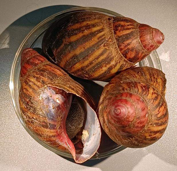 Giant African Snails seized at Houston’s George Bush Intercontinental Airport