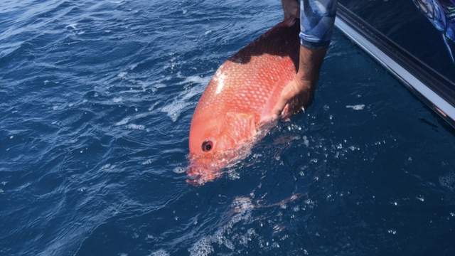 New study triples estimate of red snapper in Gulf of Mexico
