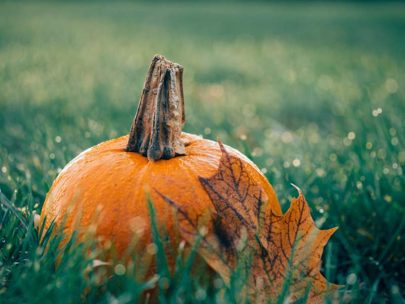 Don’t throw away that jack-o-lantern: Here are 6 ways to repurpose your pumpkins for good