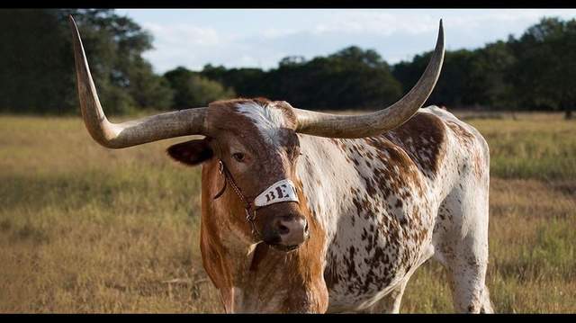 Famed University of Texas mascot, BEVO XIV, dies