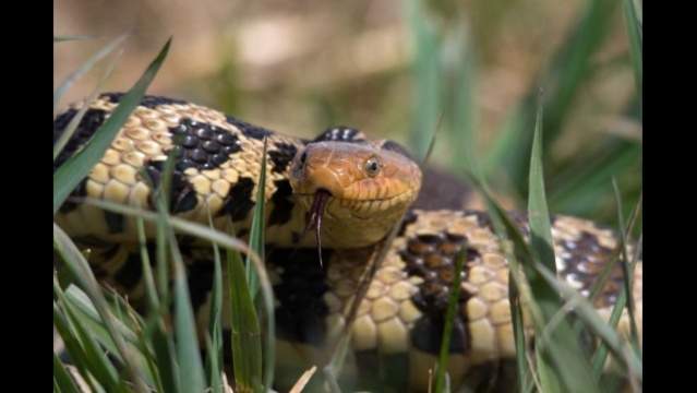 See nearly 50 photos of non-venomous snakes that can be found in Texas