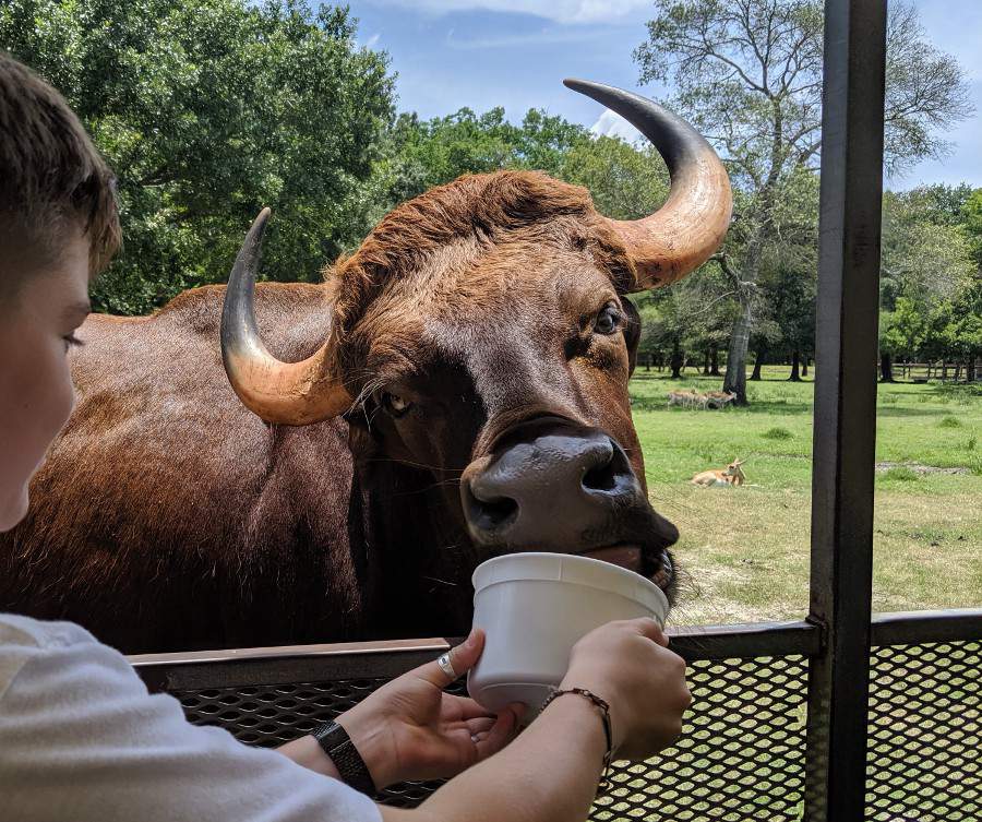 This Texas safari-like zoo lets you feed wildlife in an up-close encounter