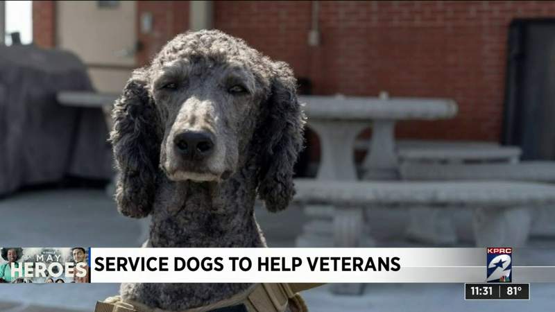 Former combat medic helps veterans in need with service dogs