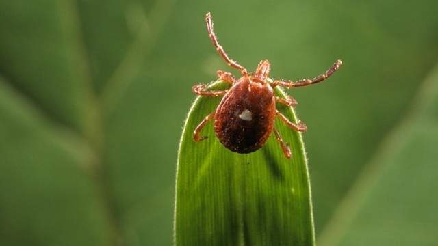 Symptoms of Lyme disease and COVID-19 might feel similar except for these differences