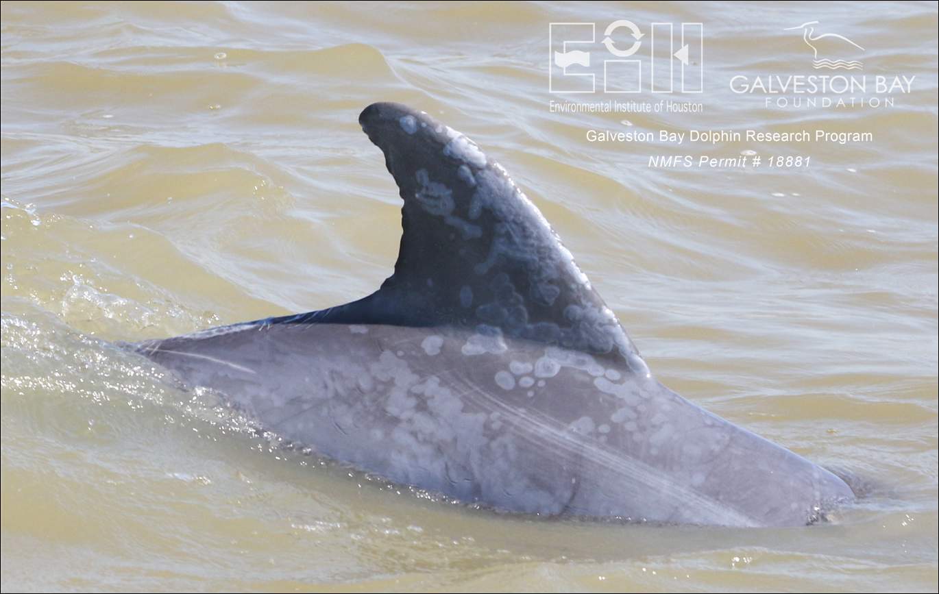 This is how Galveston Bay dolphins skin lesions were impacted by Hurricane Harvey
