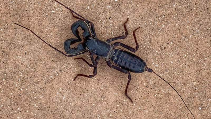 Meet the vinegaroon, the acid-spraying arachnid scuttering around West Texas